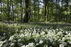 chevin woods 2 sm.jpg